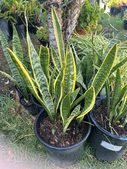 Snake plant