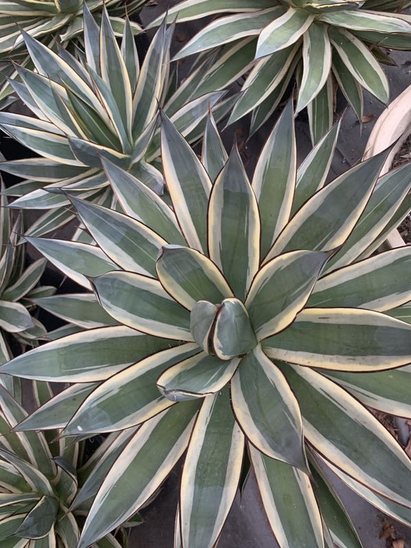 Agave Snow Glow / Variegated Agave Blue Glow for Sale in Fallbrook, CA