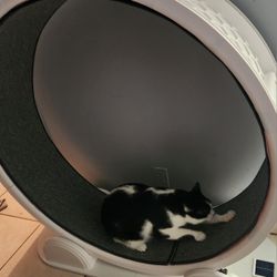 Cat Exercise Wheel