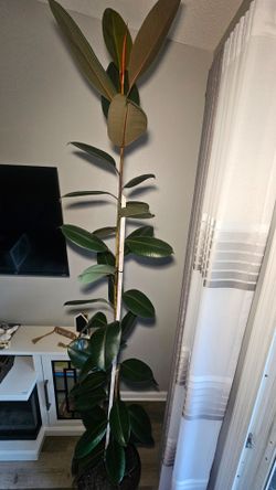 Burgundy Rubber Plant, Live Indoor / Outdoor Ficus Elastica Tree 
Pick up only🪴🪴$ 80  8feet tall