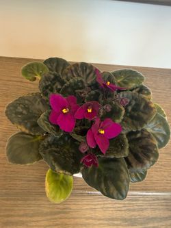 African Violet blooming in pot purple beautiful plant