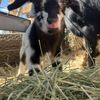 Korrin- Nigerian Dwarf Buck
