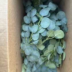 Eucalyptus 