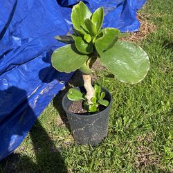 Cacti Plant