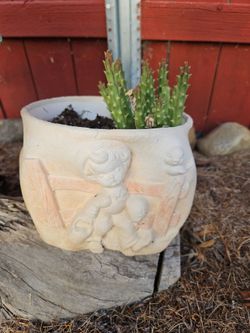 Rase succulent in a decorative ceramic pot