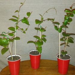 The Farming Poet - LIVE POTTED Vegetable PLANT - 2 - 8" MALABAR SPINACH - BASELLA ALBA 