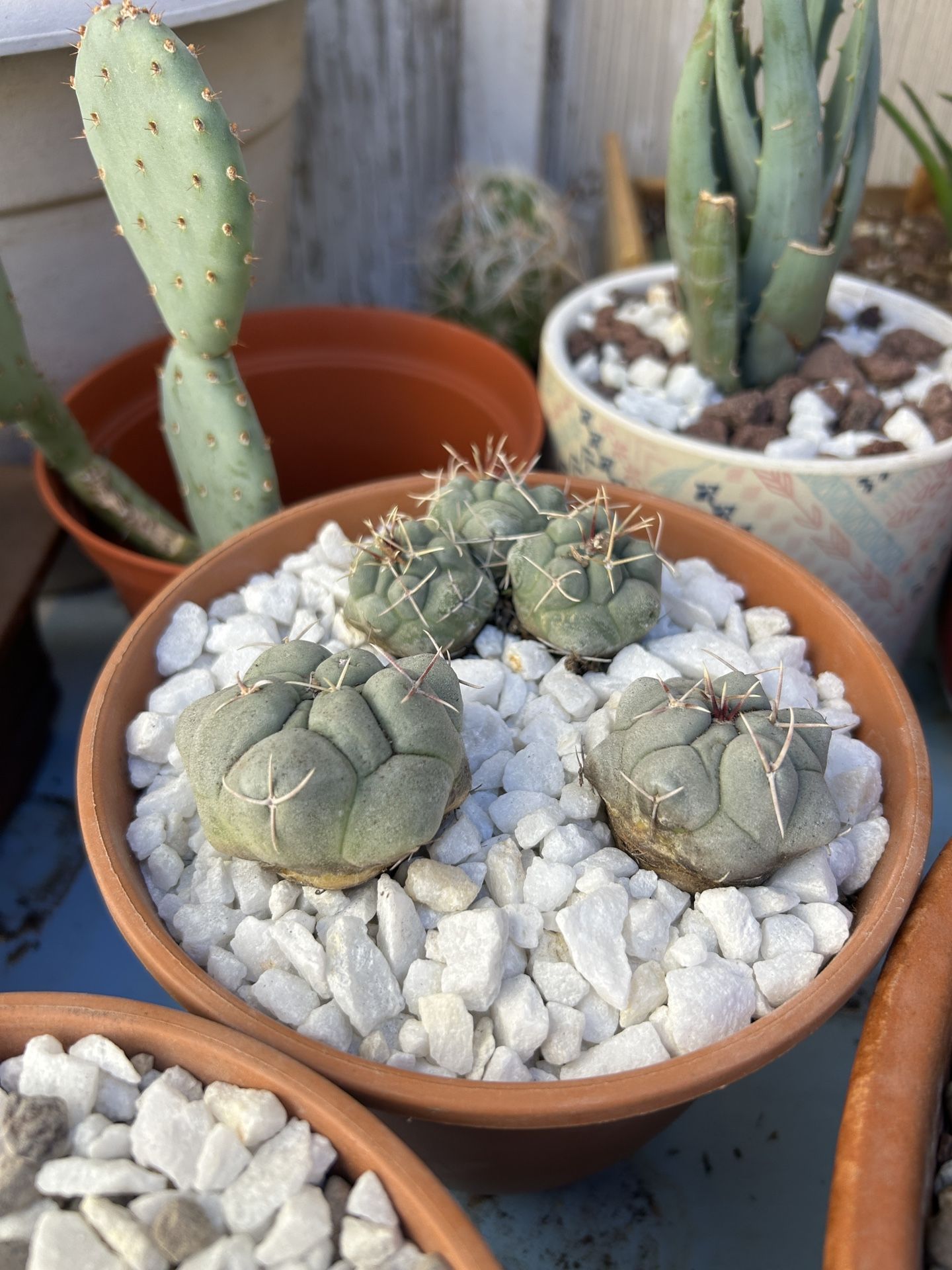 Thelocactus hexaedrophorus