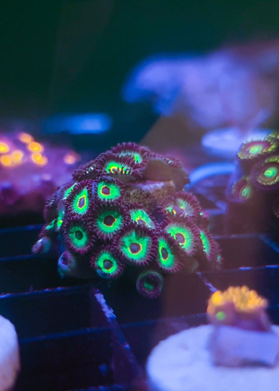 Aquarium Decor Bob Marley Zoas