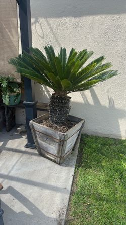 Sago Palm Tree