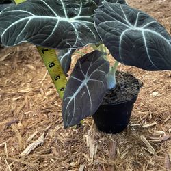 Rare House Plant (4” Pot) Exact Pot “Alocasia  Black Velvet”, Now$30/reg.$40; 95820. Price Firm