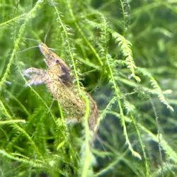 Java Moss Portion With Wild Neocardinia Shrimp