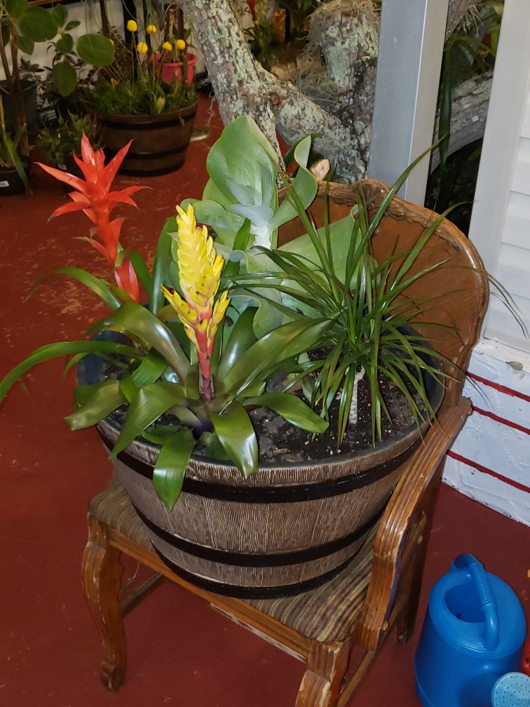 Gorgeous wooden like tub with bromelias a big exotic succulent