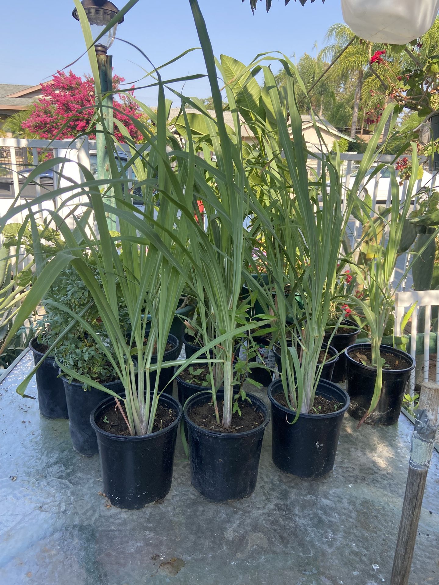 Lemon tea plant