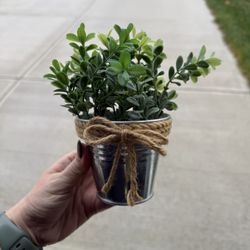 Small Artificial Plant