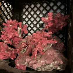 3 To 5 Inch Coral Pink Real Coral $20 Each