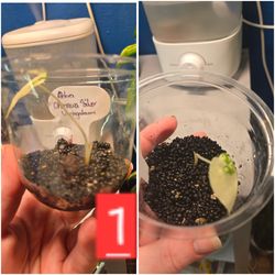 Alocasia - Odora " Okinawa Silver" Var.