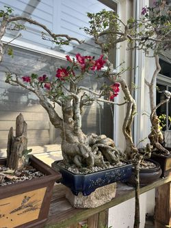 Desert Rose Bonsai
