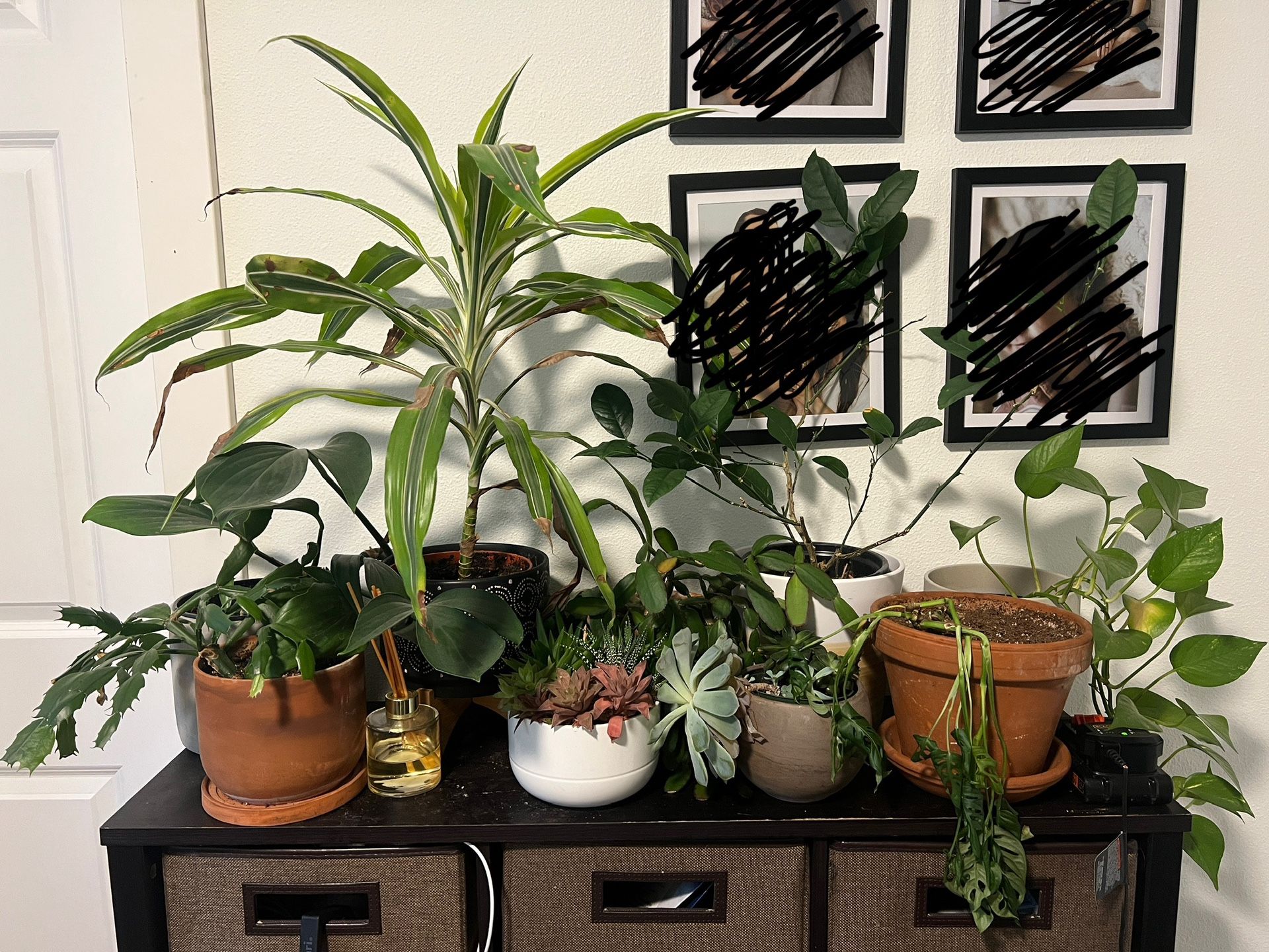 Assorted Plants And Pots