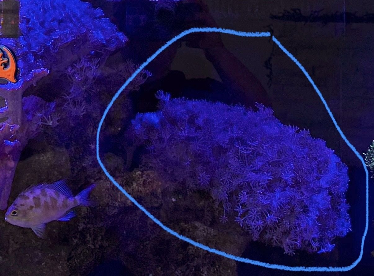 Large Fake Pulsating Xenia Rock Coral Decoration 