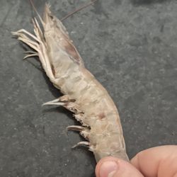 Shrimp Fresh And Locally Caught