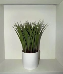 Decorative plant in white pot