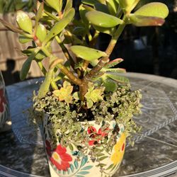 Beautiful Succulent Planter