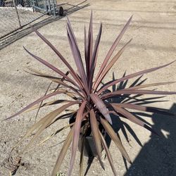 Cordyline