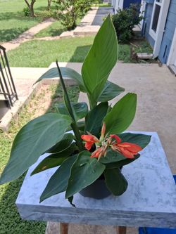 Flowering Canna Garden Plants