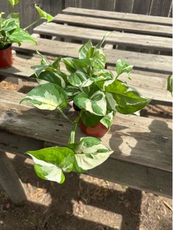 Pothos N' Joy, $8 each