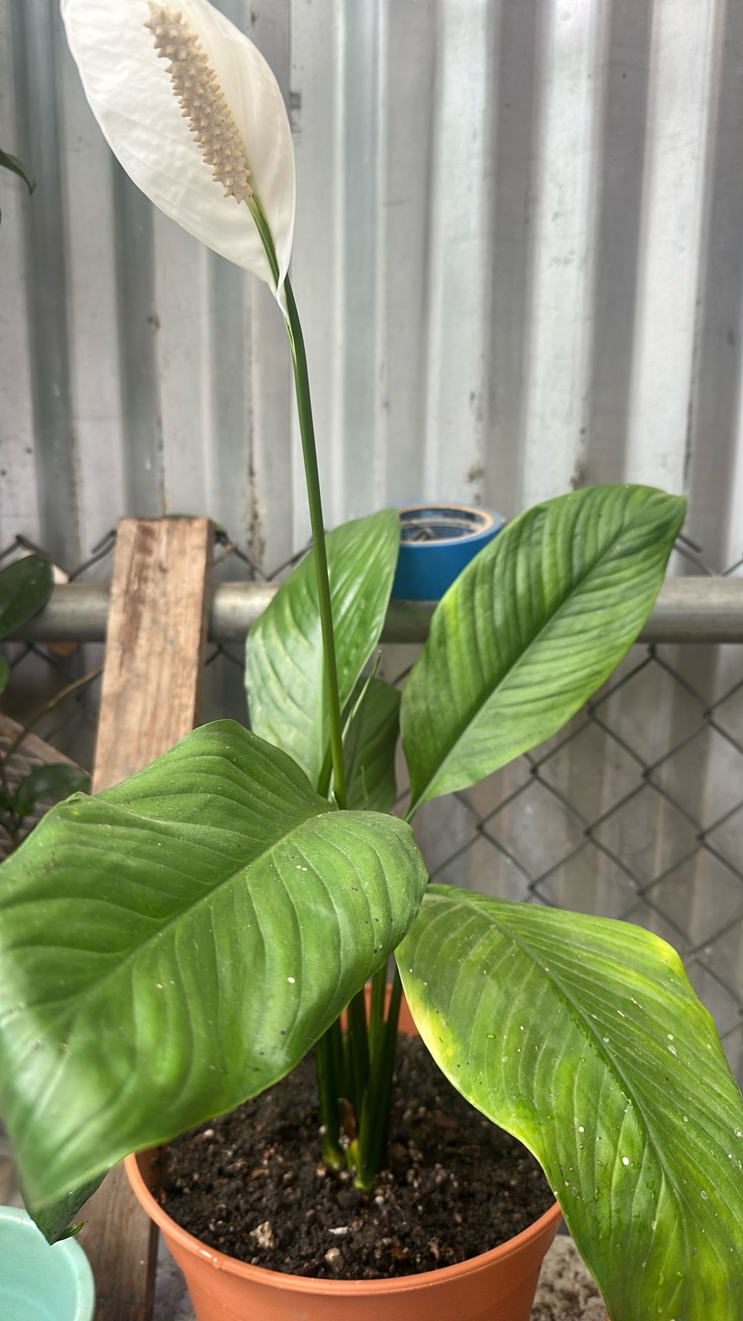 Peace Lily
