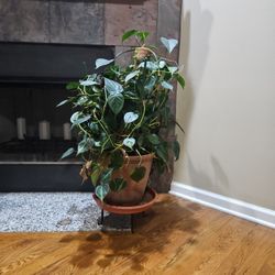 Potos Plant