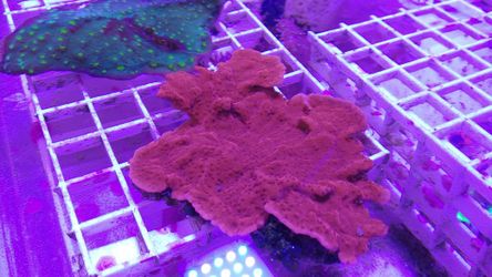 $5 coral frags