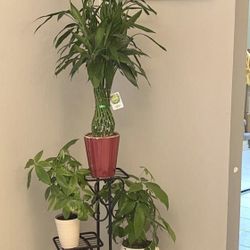 Plant Holder/Display