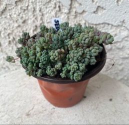 3 Inch Pot Succulent Plant - Sedum Dasyphyllum -  Thick-leaf Stonecrop - Rooted & Established - Drought Resistant - 🪴