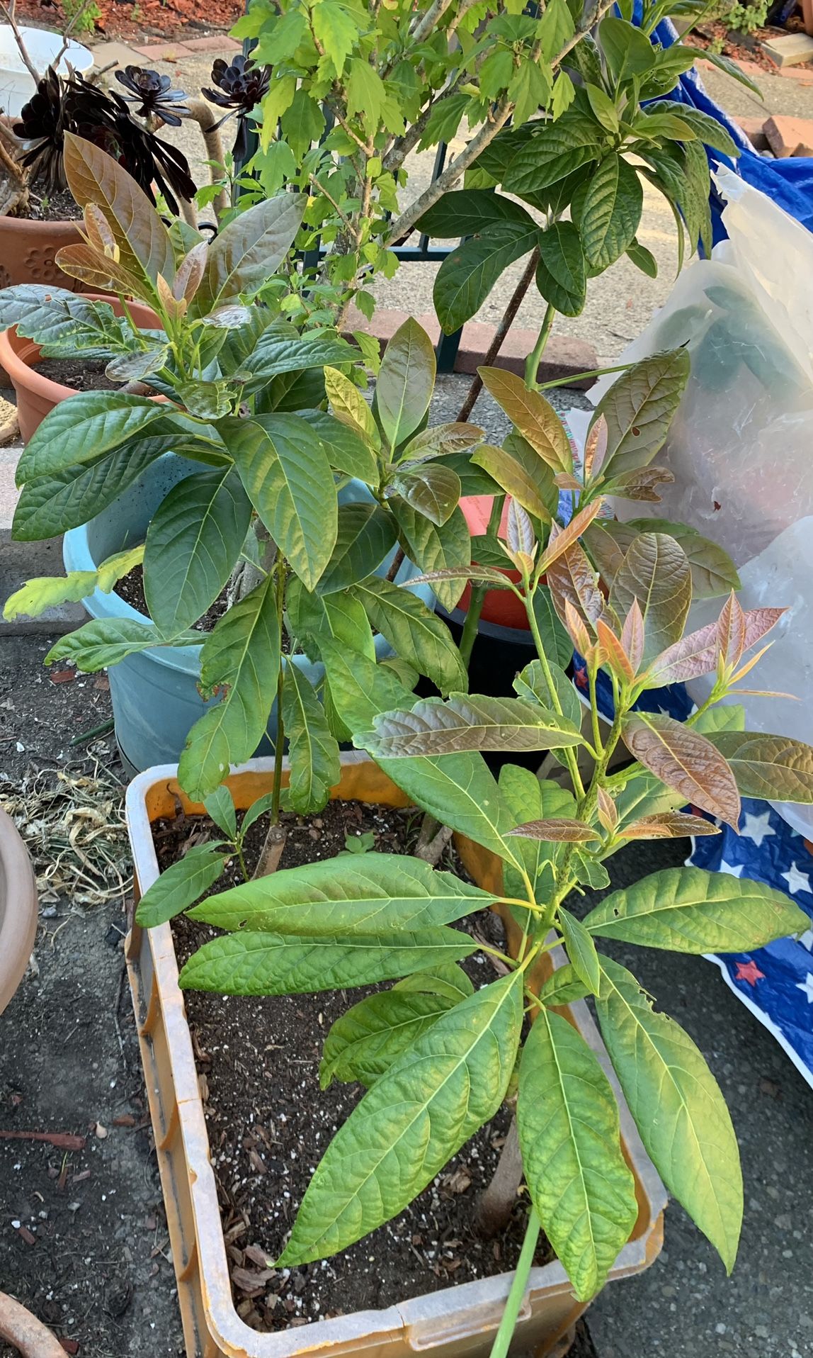 3 Avocado Trees In A Bin