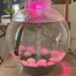 Biorb Fish Tank