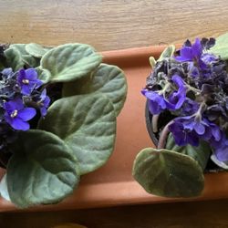 Violet Plant 