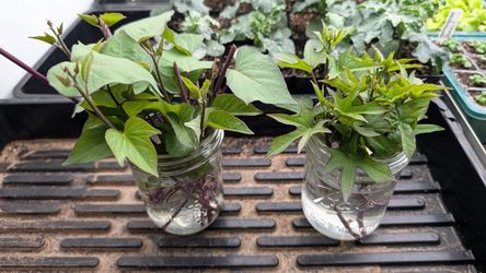 Sweet Potato Slips Seedlings