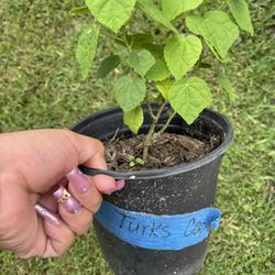 Turks Cap Flower Bush - 4$ See Picture Of Mature Plant