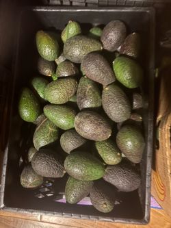 Hass Avocados