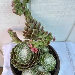 Succulent Spider Web