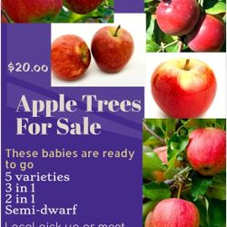 Apple Trees For Sale 50% off 