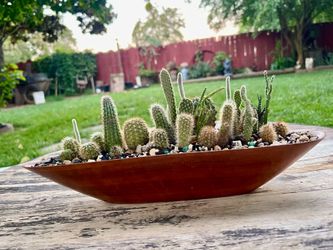 Small cacti planted in a long dark wood bowl