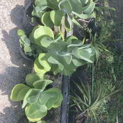 Succulents  Bromeliads  Coconut    And More  
