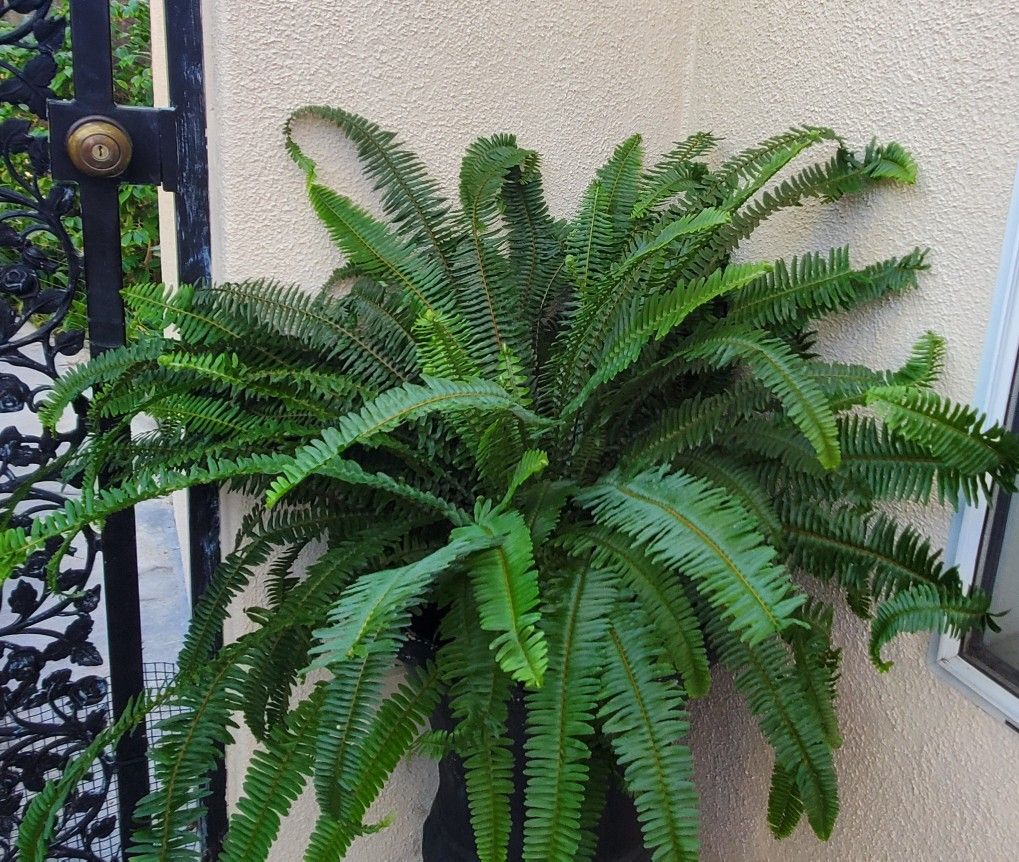 Large Lush Fern Plant