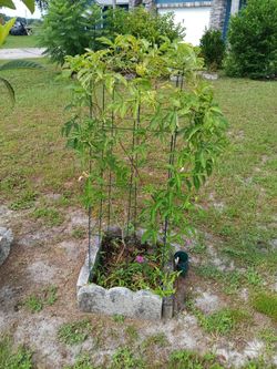 Fragrant Purple Passion Flower Fruit Vine Plant Establised- You Dig