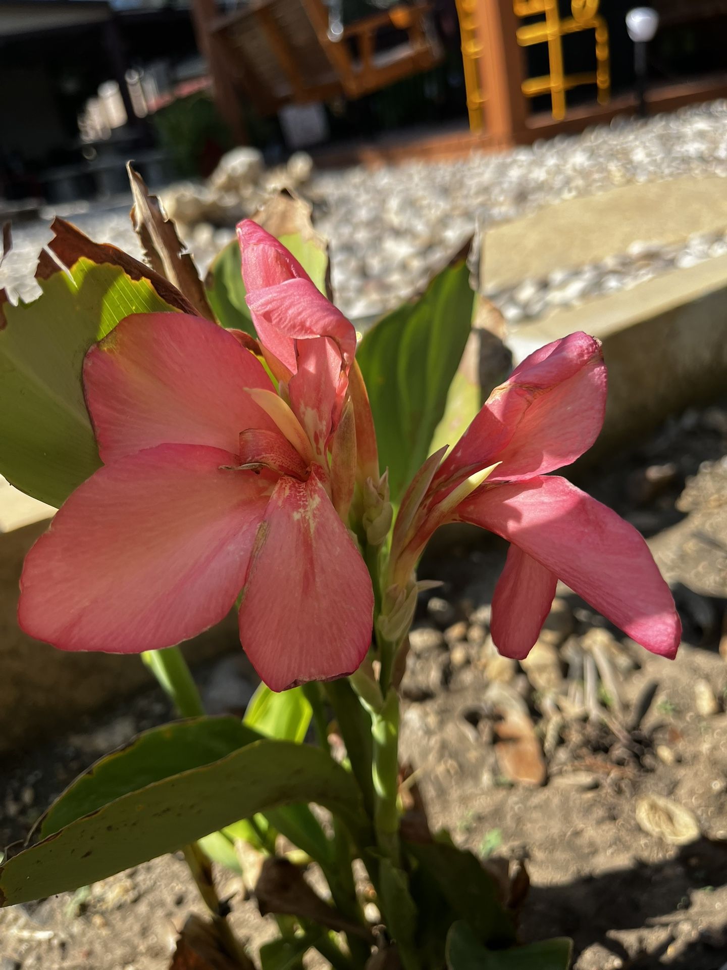 Dwarf Canna lilies 