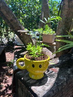 Plant