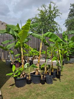 TEXAS GROWN BANANA TREES AVAILABLE SIZES FOR SALE