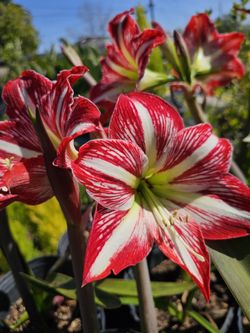 Lilis 1 Gal $5 No Tienen Flor 3 Gal $15 Ya Tienen Flor